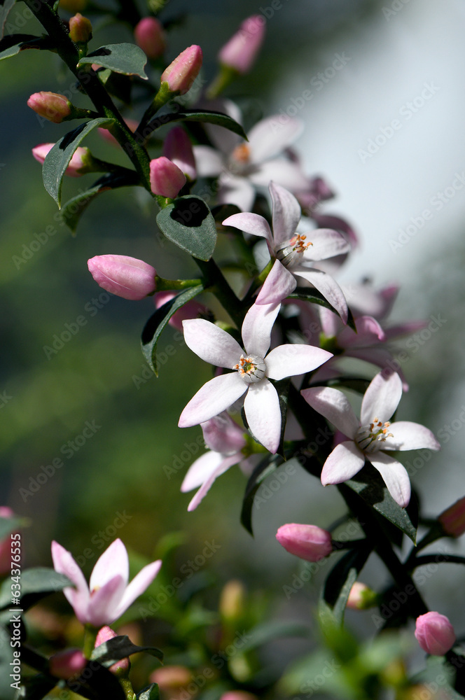 Beautiful white flowers and pink buds of the Australian native Box Leaf Waxflower, Philotheca buxifolia, family Rutaceae, growing wild in heath in Sydney, NSW. Winter to spring flowering Beautiful white flowers and pink buds of the Australian native Box Leaf Waxflower, Philotheca buxifolia, family Rutaceae, growing wild in heath in Sydney, NSW. Winter to spring flowering