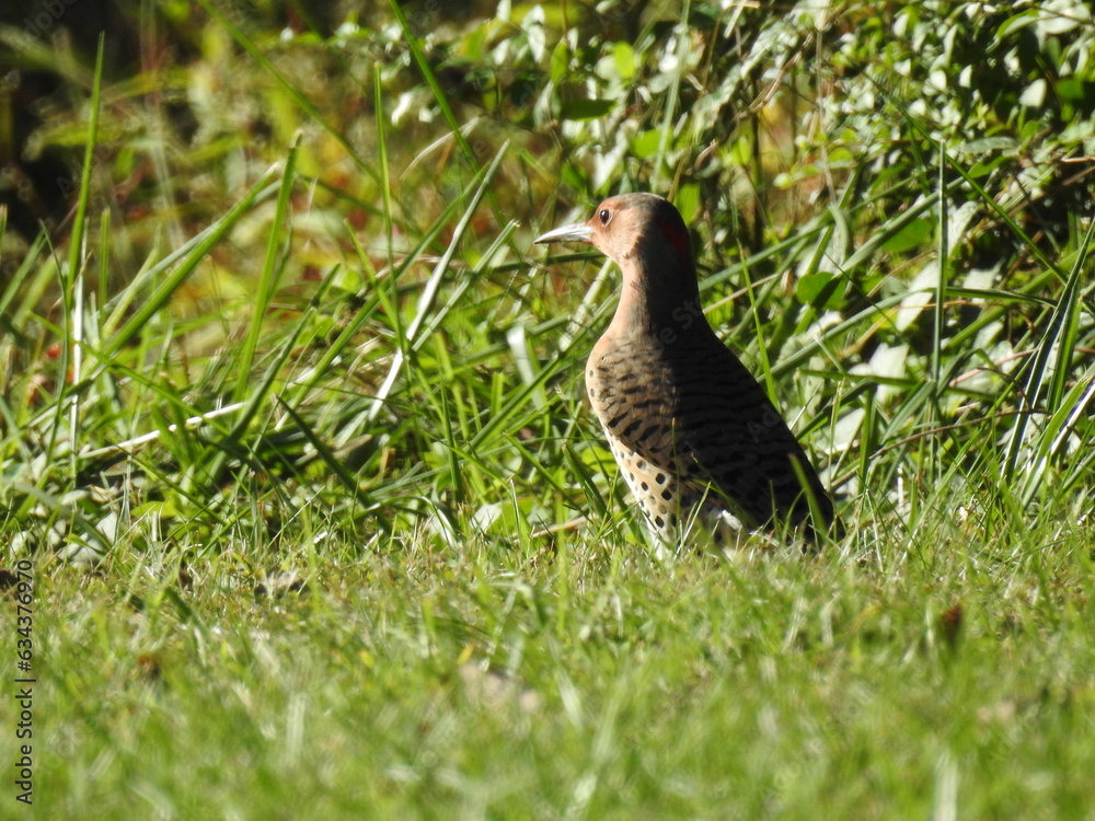 Fototapeta premium A female northern flicker woodpecker on the ground, foraging the grass in search of insects to eat. Elkton, Cecil County, Maryland.