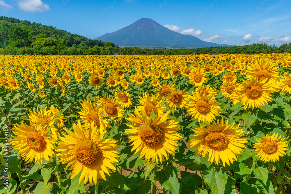 Fototapeta premium 富士山 ひまわり畑