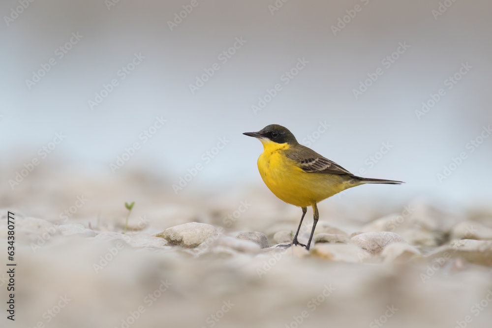 Yellow bird in Italian rivers, Wagtails or Motacilla. Yellow bird in Italian rivers, Wagtails or Motacilla.