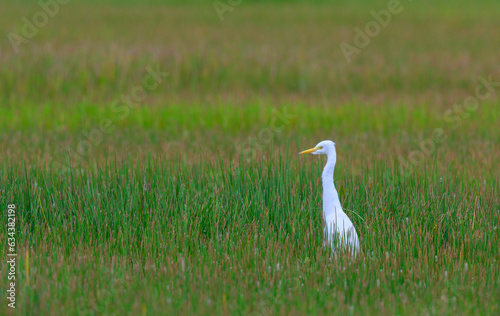 Cattle egret perched in meadow on the wetlands,thailand