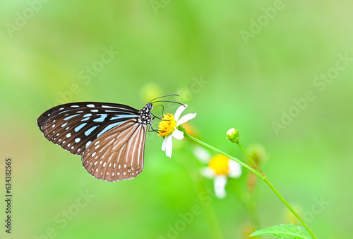 Dark Blue Glassy Tiger (Ideopsis vulgaris)eat nectar on white and yellow flower,thailand photo