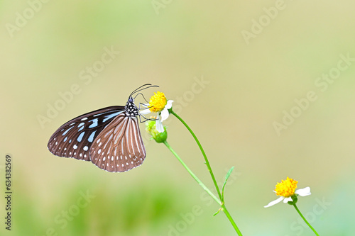 Dark Blue Glassy Tiger (Ideopsis vulgaris)eat nectar on butterfly needles flower close up,thailand photo