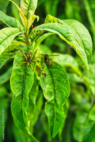 Wespen auf einer Pflanze, Wasps on a plant