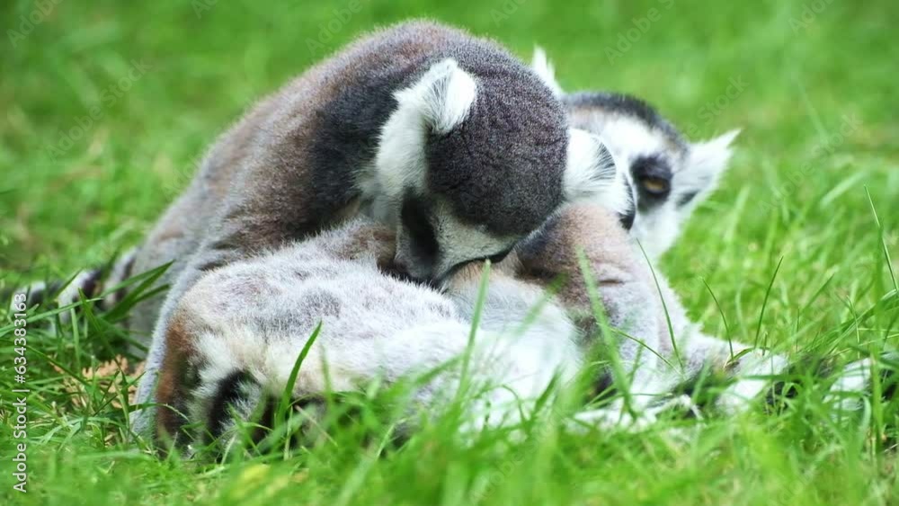 Family of lemurs catta on green grass wash each other. Family of lemurs catta on green grass wash each other.