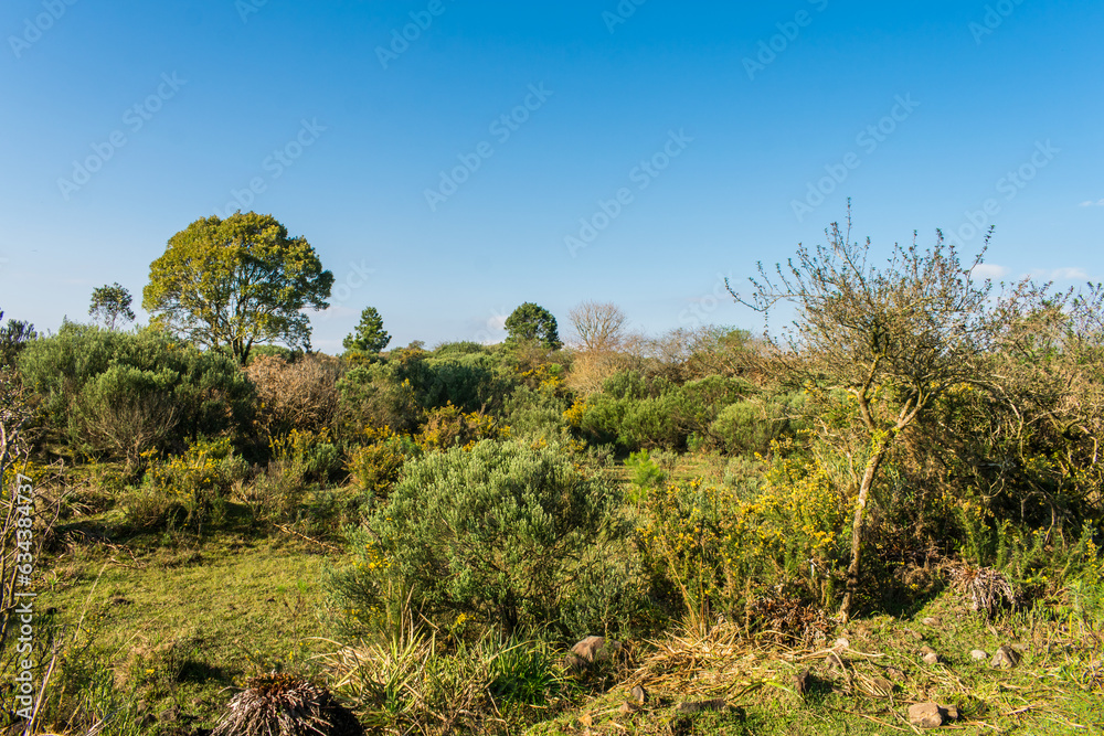 A view of the Parque Natural Municipal da Ronda (Ronda Municipal Natural Park) in Sao Francisco de Paula, South of Brazil A view of the Parque Natural Municipal da Ronda (Ronda Municipal Natural Park) in Sao Francisco de Paula, South of Brazil