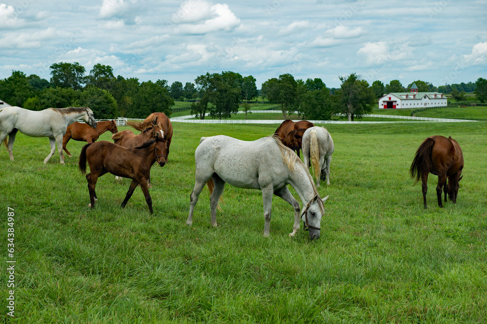 horses in the field