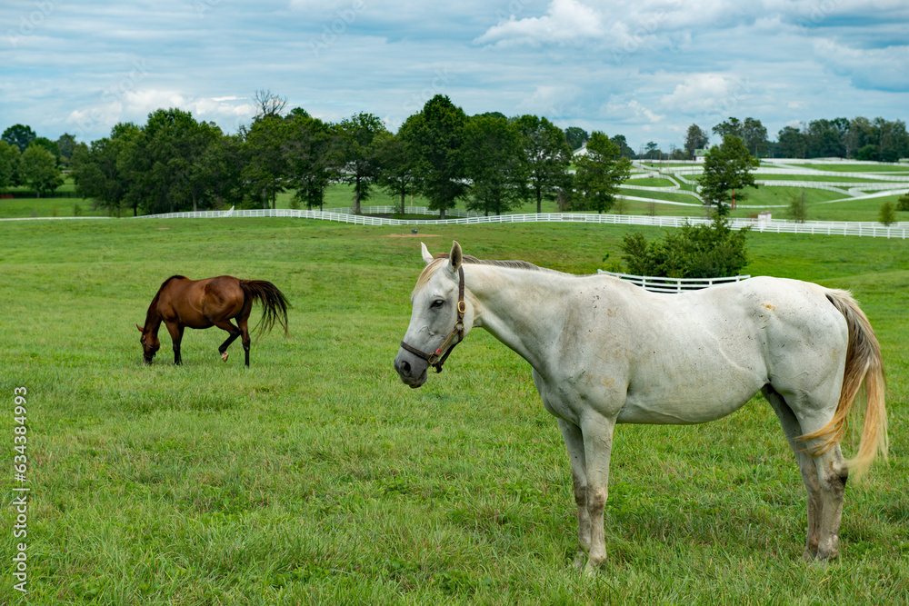 Fototapeta premium horses in the field
