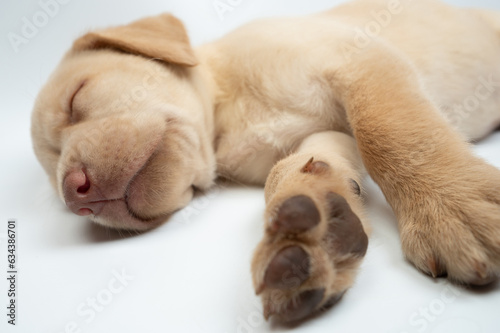 Dreaming labrador cub portrait © PixieMe