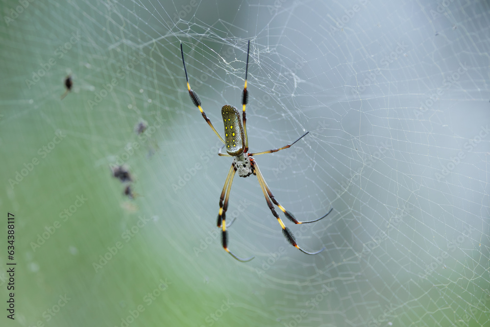 Trichonephila clavipes, golden silk orb-weaver, spider making web in ...