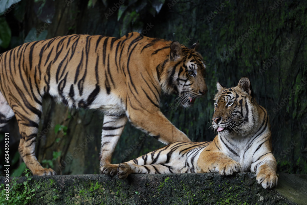 Close up Indochinese tiger is beautiful animal and dangerous Close up Indochinese tiger is beautiful animal and dangerous