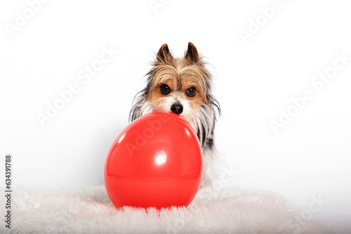Biewer Yorkshire Terrier mit rotem Luftballon