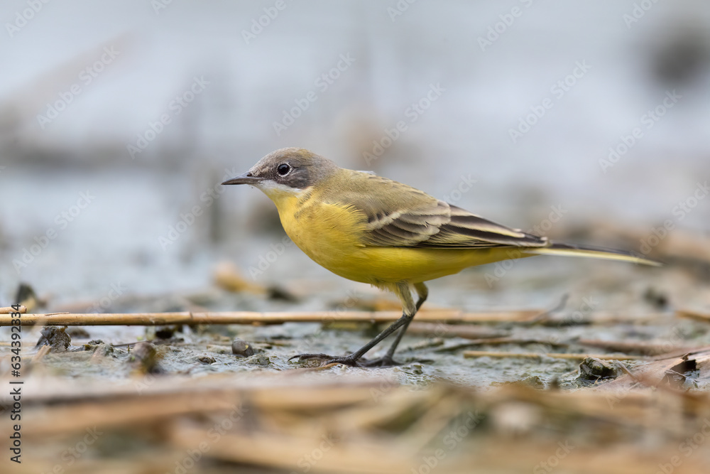 Western yellow wagtail, Motacilla flava in Italian rivers. Western yellow wagtail, Motacilla flava in Italian rivers.