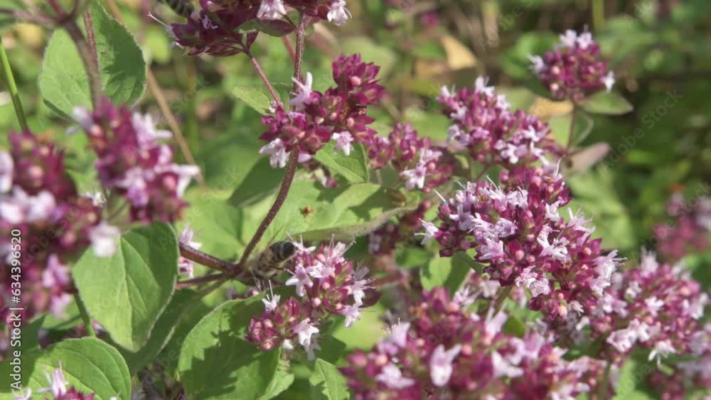 medical and spices herb marjoram\oregano blossom in field with working bee. macro footage medical and spices herb marjoram\oregano blossom in field with working bee. macro footage