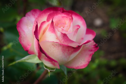 Obraz na płótnie Single red and white rose w salonie