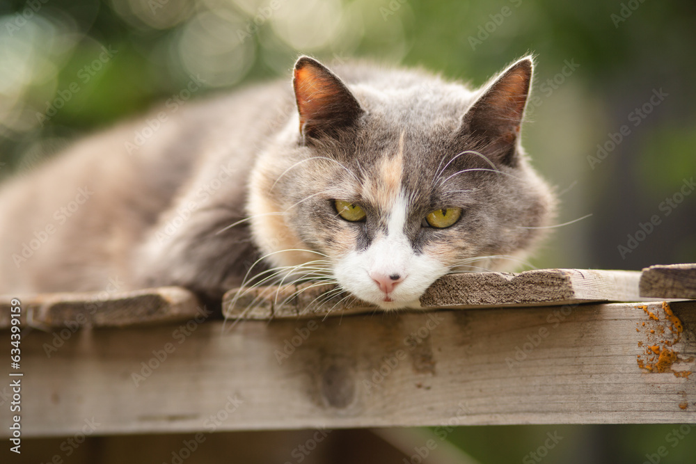 portrait of beautiful grey and white funny cat lying on wooden stand on nature background, pet life concept