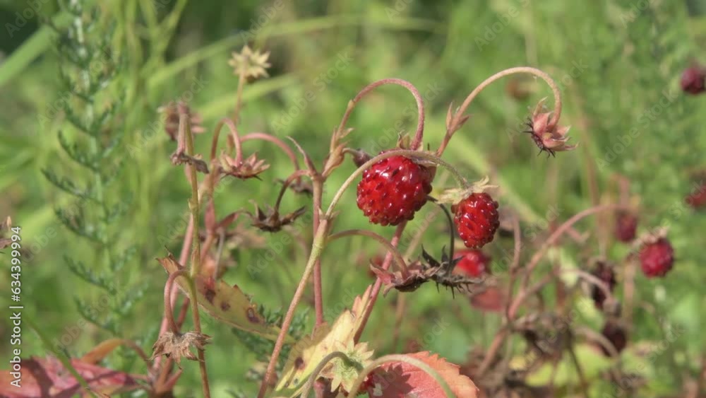 beautiful ripe wild strawberries growth in . close up footage beautiful ripe wild strawberries growth in . close up footage