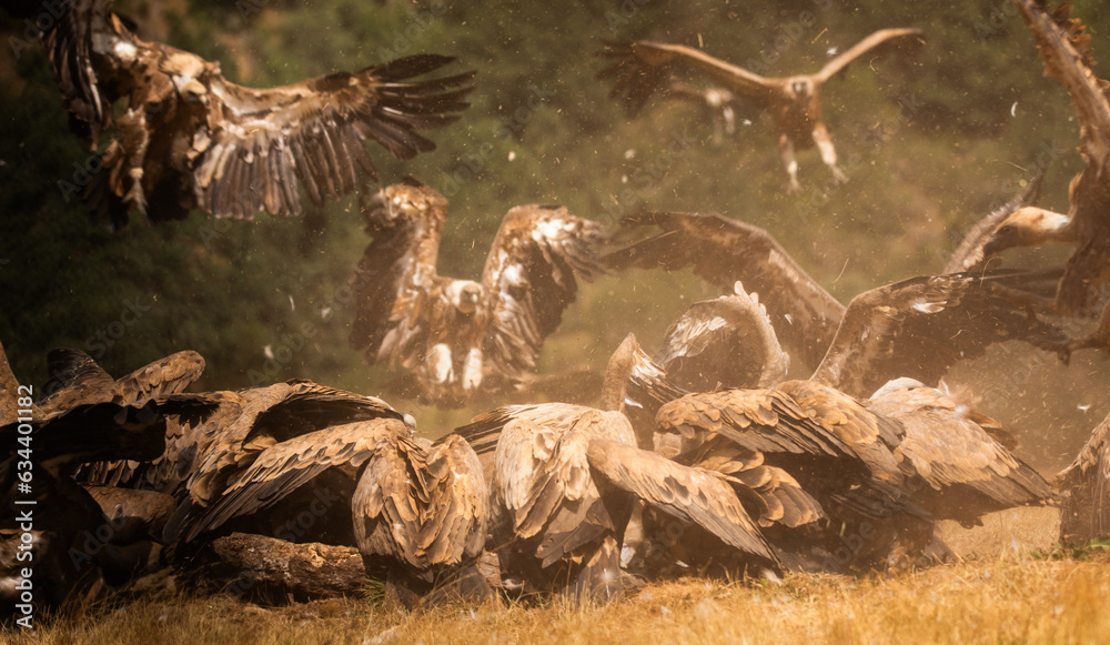 
Vultures, scavenging birds in northern Spain