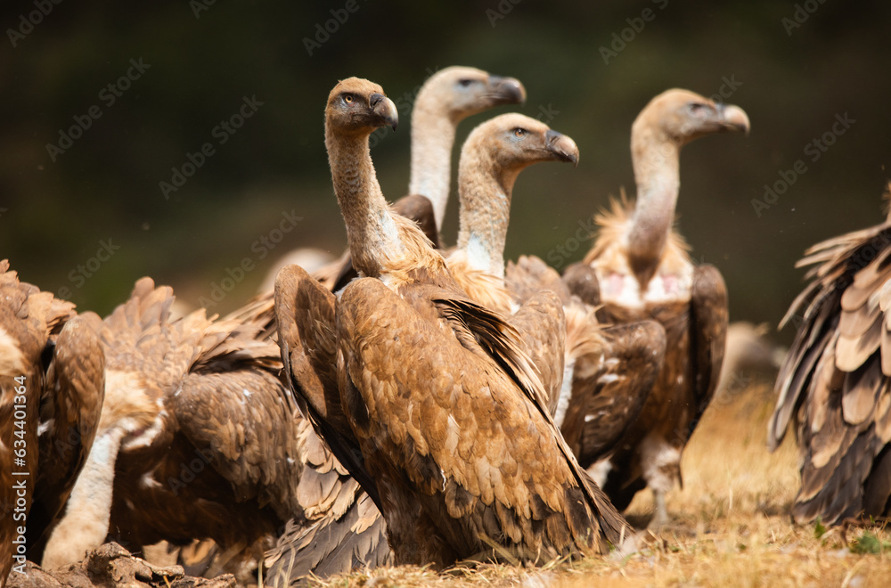 Vultures, scavenging birds in northern Spain
Vultures, scavenging birds in northern Spain