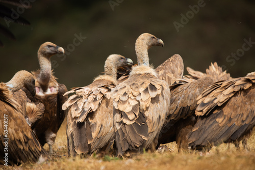  Vultures  scavenging birds in northern Spain