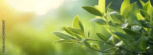 Close up of nature view green leaf on blurred greenery background under sunlight with bokeh and copy space using as background natural plants landscape  ecology wallpaper or cover concept