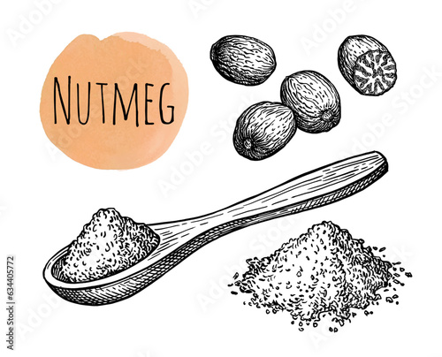 Nutmeg spice ink sketch.