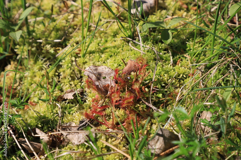 Obraz premium Drosera