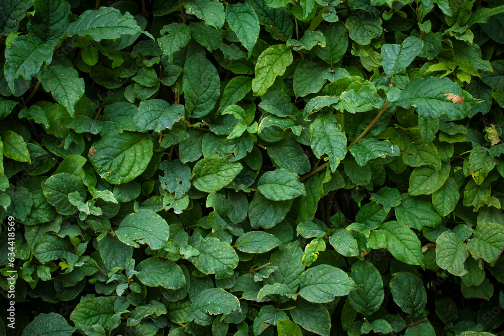 Green abstract background of hedge plant leaves with copy space