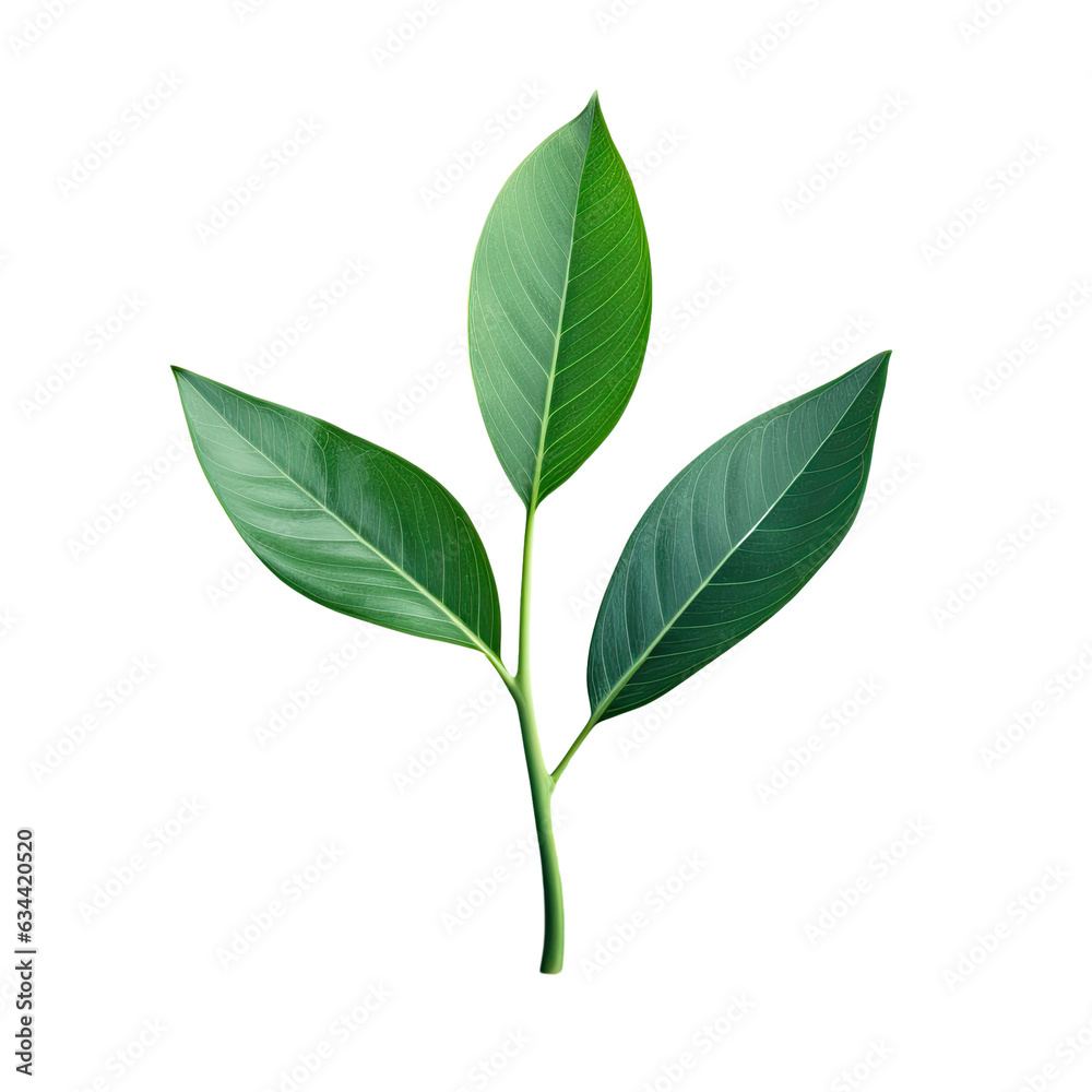 Green leaf on transparent background in close up
