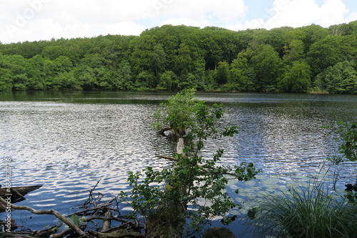 Ein umgefallener Baum liegt im Herthasee auf der Halbinsel Jasmund auf Rügen. photo