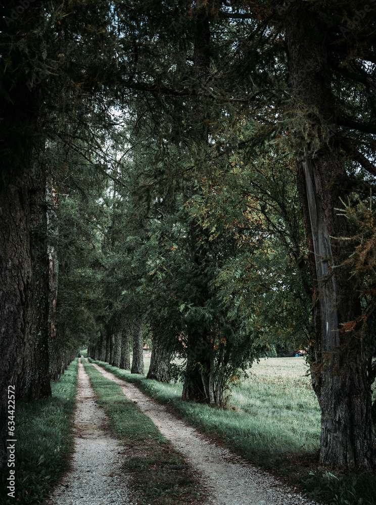 Fototapeta premium tree alley in the park