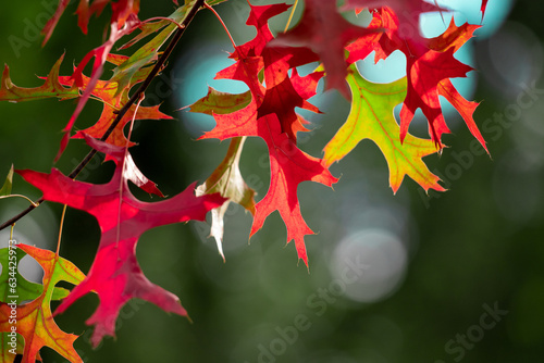Autumn colorful bright leaves on an oak tree