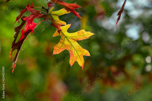 Autumn leaf. Last autumn oak leaves on a branch.