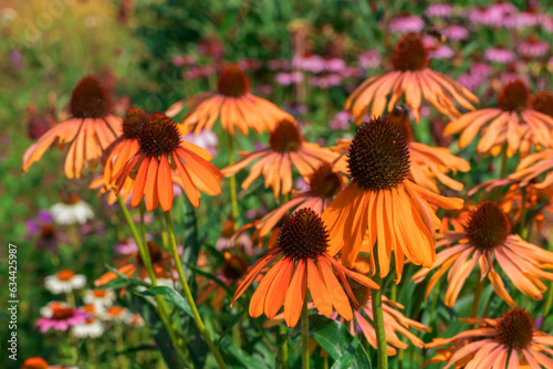 Echinacea, Orange  coneflower on a background of green leaves.
