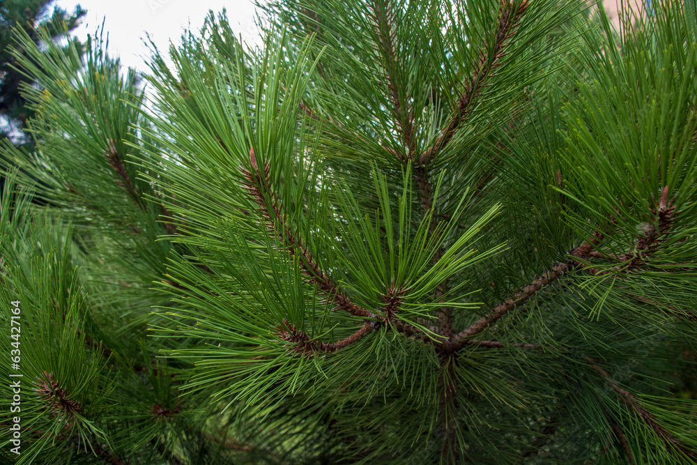 branches of a pine, christmas tree branches of a pine, christmas tree