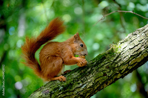 Wiewiórka jedząca orzech © Bianka