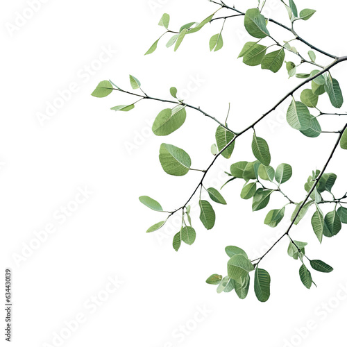 Leaves of a tree near my home transparent background