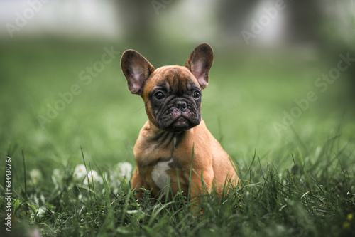 red french bulldog puppy sitting outdoors on grass
