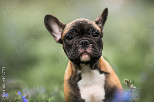 red french bulldog puppy portrait outdoors © otsphoto
