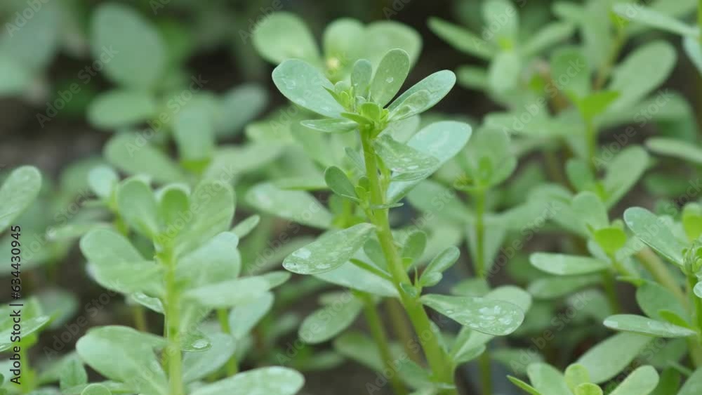 Medicinal purslane plant, green fresh purslane plant cultivated in the garden, omega 3 fatty acid source purslane, Medicinal purslane plant, green fresh purslane plant cultivated in the garden, omega 3 fatty acid source purslane,