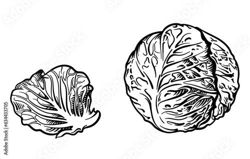Vector illustration of cabbage isolated on white background.