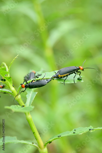 closeup the pair of small red black color firefly beetle insect together hold on grass plant leaf soft focus natural green brown background.