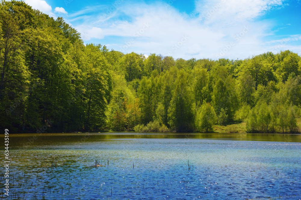 Fototapeta premium scenery with mountain pond. forest reflecting in the water surface. warm april weather