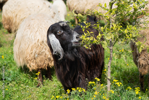 A goat eats leaves from a branch of a tree outdoors