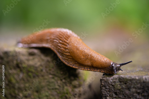 close-up of a Spanish snail  Arion vulgaris  outdoors