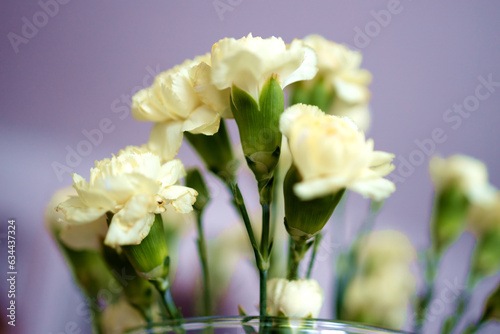 Fototapeta Naklejka Na Ścianę i Meble -  Fresh white roses, closeup, blurred background