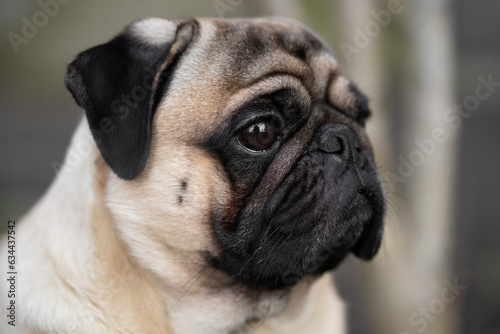 close-up portrait of a pug dog's face on the street © Tsyb Oleh