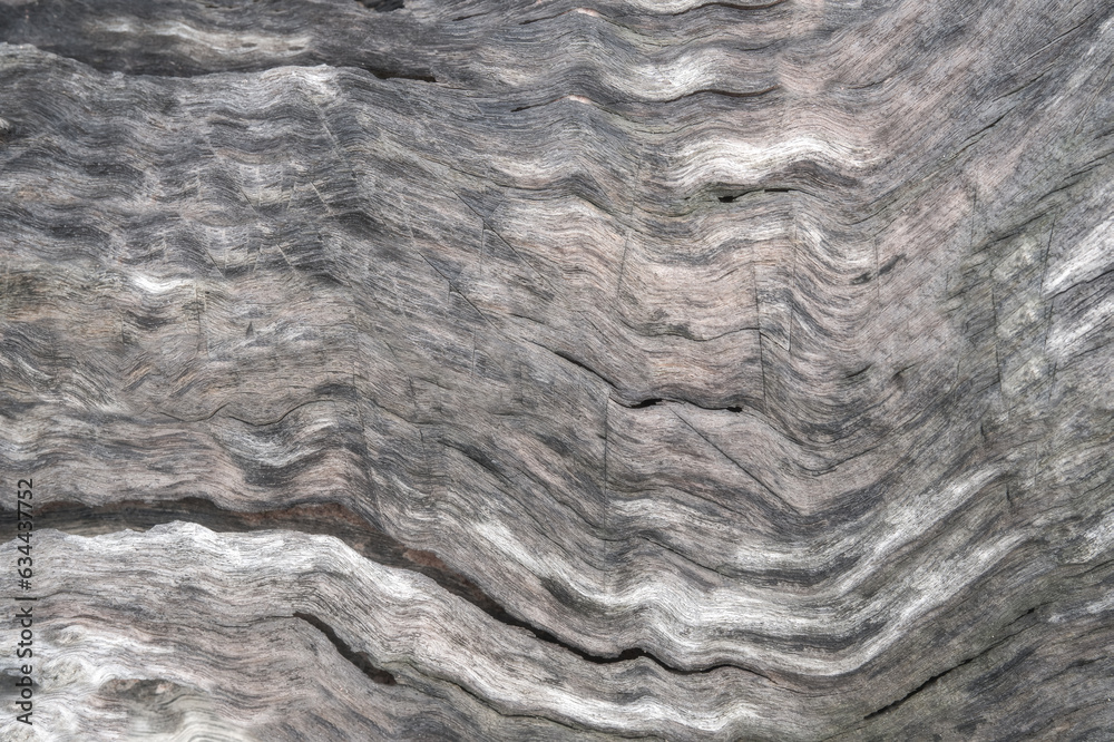Fototapeta premium Natural wood grain texture background.