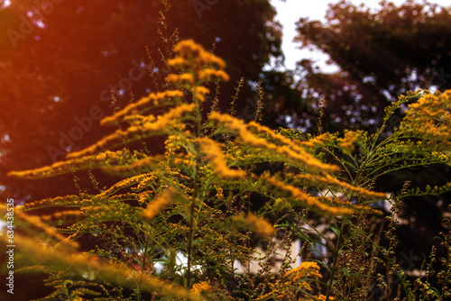 Obraz na płótnie Yellow plant with flowers in summer at sunset
