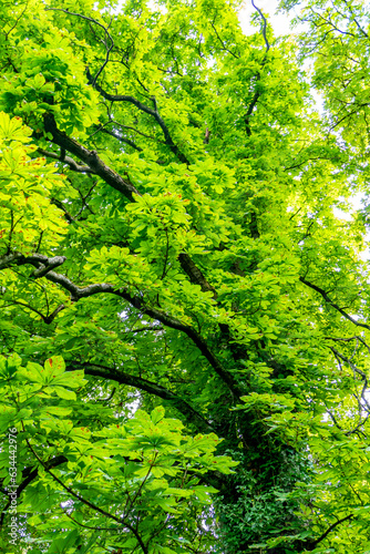 Viele welke Blätter an Kastanienbaum photo